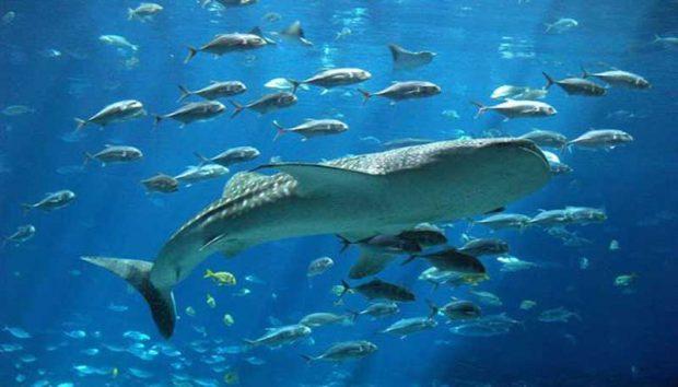 آکواریوم آکوا وگا Aqua Vega Aquarium در شهر آنکارا تصاویر آکواریوم آکوا وگا Aqua Vega Aquarium در شهر آنکارا