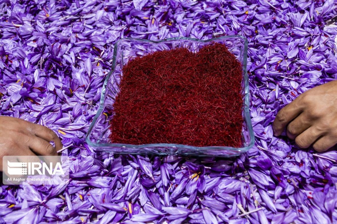 خبرنگاران خرید حمایتی زعفران در خراسان رضوی به طور رسمی خبرنگاران خرید حمایتی زعفران در خراسان رضوی به طور رسمی آغاز شد